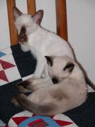 kittens - 071307 26